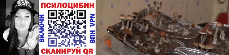 где можно купить наркотик  Новосибирск  Псилоцибиновые грибы Cubensis 